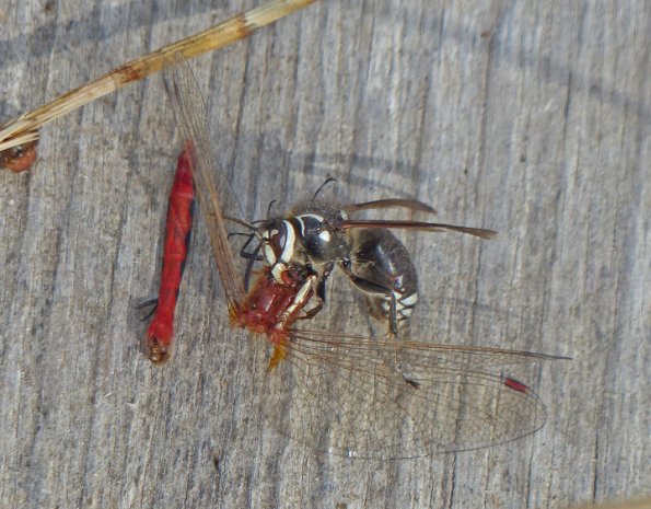 white-faced-hornet-with-cherry-faced-meadowhawk
