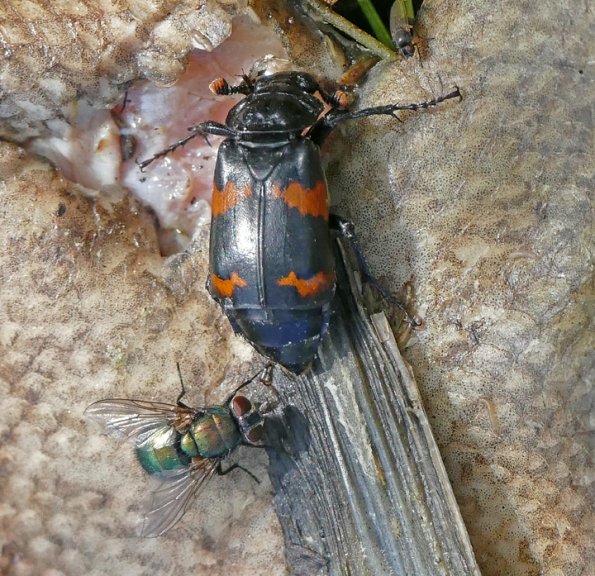 Burying-Beetle-and-Blow-Fly-on-salmon-carcass