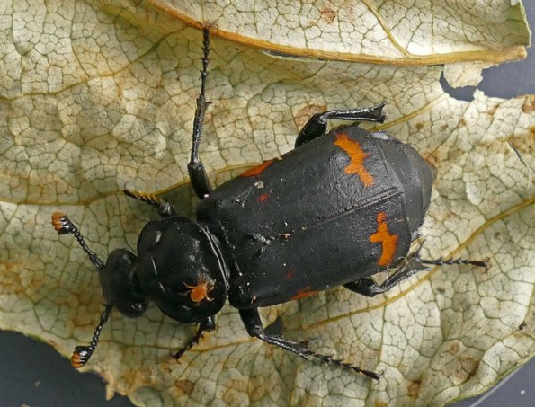 Burying-Beetle-with-mite