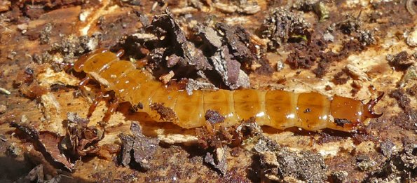 Red-Flat-Bark-Beetle-larva