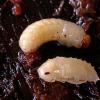 bark-beetle-larva-top-and-pupa