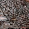 bark-beetle-tunnels