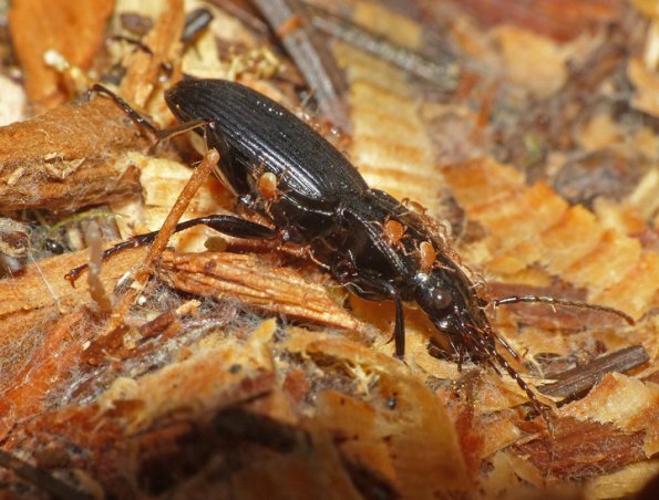 beetle-family-carabidae.-genus-pterostichus-with-mites