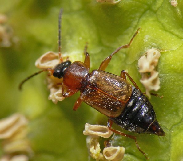 beetle-feeding-on-skunk-cabbage-in-juneau