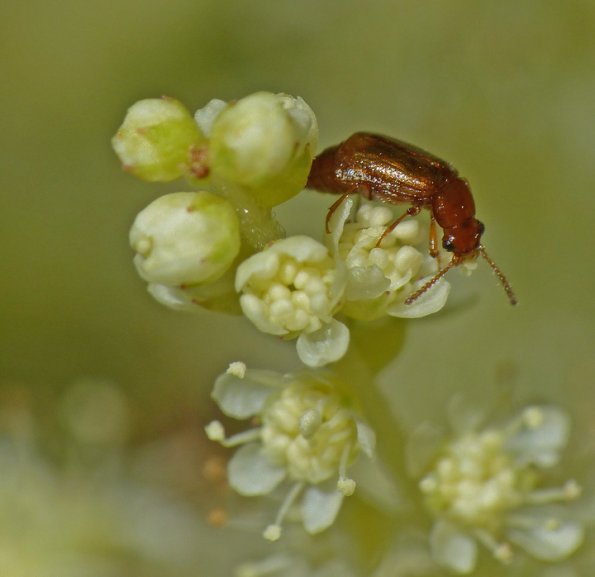beetle-on-goatsbeard