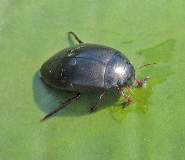 beetle-on-lily-pad-at-eaglecrest