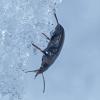 beetle-on-the-snow-1