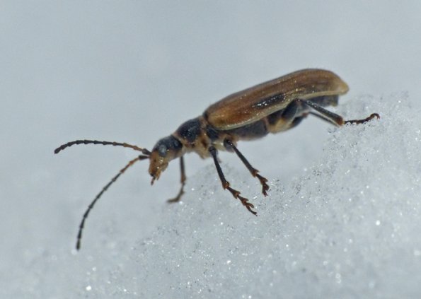beetle-on-the-snow-mt.-roberts-trail-may-19