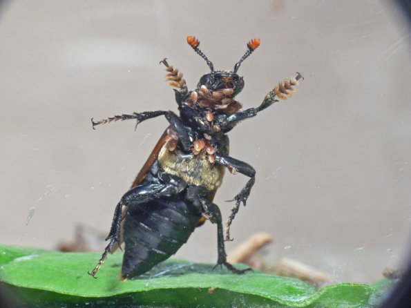 beetle-with-mites-033