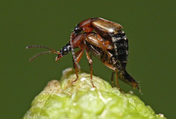 beetles-mating-on-skunk-cabbage