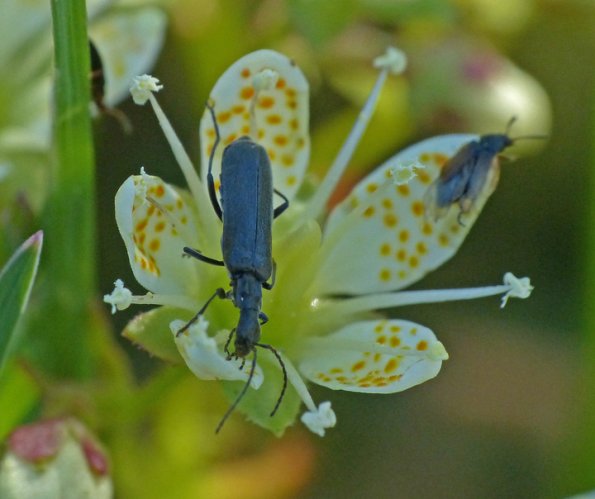 beetles-on-spotted-saxifrage