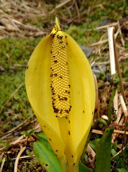 beetles-pelecomalius-testaceum-on-skunk-cabbage