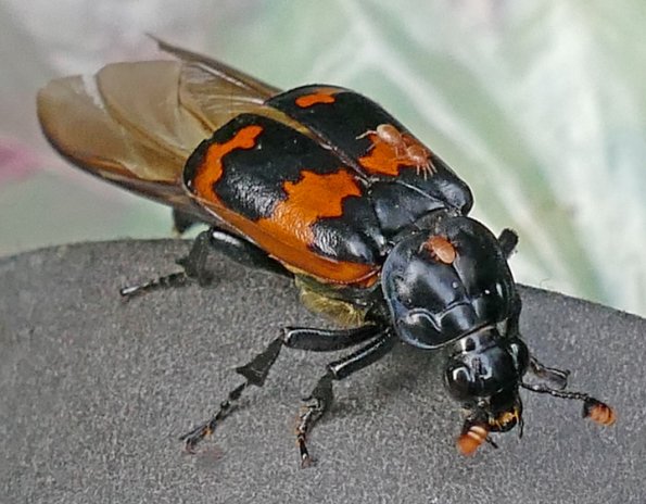 burying-beetle-with-mites-with-zoom-macro