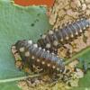 cottonwood-leaf-beetle-larvae-skagway-july-25