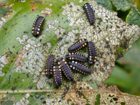 leaf-beetle-larvae
