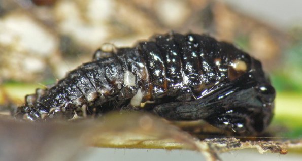 leaf-beetle-side-view