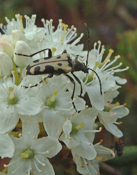long-horned-beetle-on-labrador-tea