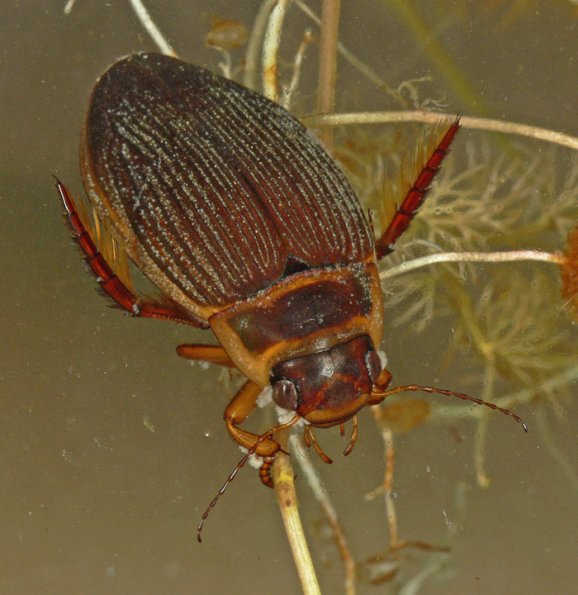 predacious-diving-beetle-adult-female