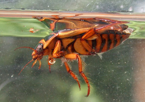 predacious-diving-beetle-adult-side-view