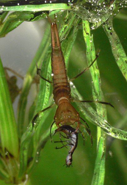 predacious-diving-beetle-larva-eating-its-own-kind