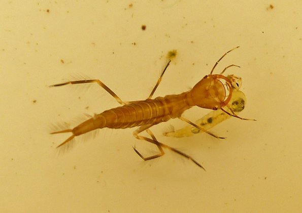 predacious-diving-beetle-larva-with-phantom-midge-larva-2