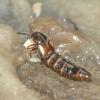 rove-beetle-aleocharinae-feeding-on-fly-egg