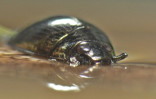 whirligig-beetle-on-surface