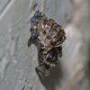 stink-bug-bored-into-paper-birch-fairbanks