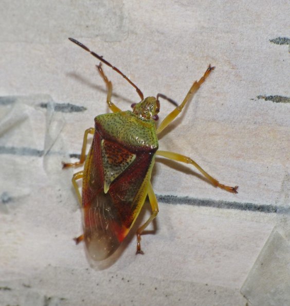 stink-bug-on-paper-birch-fairbanks