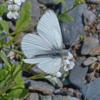 Margined-White-butterfly-Admiralty-Island-May-17-2015
