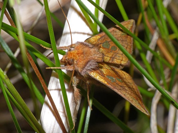 Putman-s-Looper-Moth-Plusia-putnami