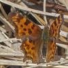 Satyr-Comma-Polygonia-satyrus-