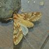 Spotted-Tussock-Moth-adult-a