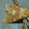 Spotted-Tussock-Moth-adult-b
