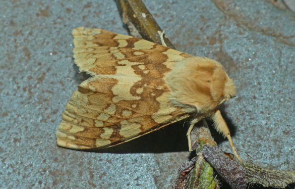 Spotted-Tussock-Moth-adult-b