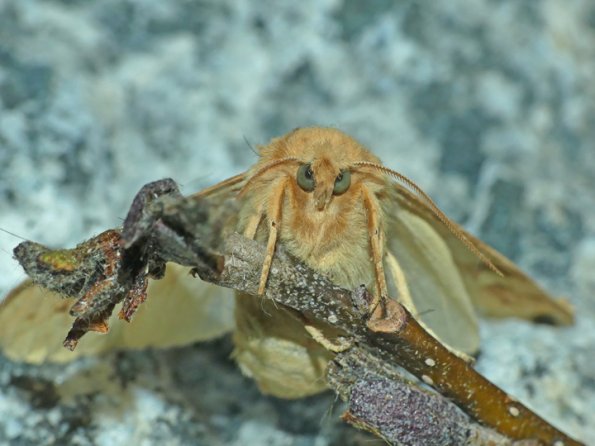 Spotted-Tussock-Moth-adult-c