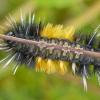 Spotted-Tussock-Moth-caterpillar-underside-2