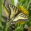 Swallowtail-butterfly-Talkeetna-June-1-2015