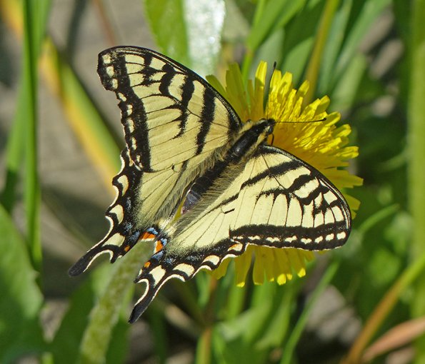 Swallowtail-butterfly-Talkeetna-June-1-2015