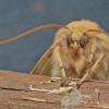 adult-moth-of-woolly-bear-arctidae-spotted-tussock-moth-lophocampa-maculata