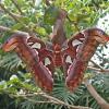 atlas-moth-not-in-alaska-