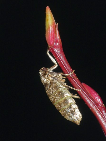 bruce-spanworm-female