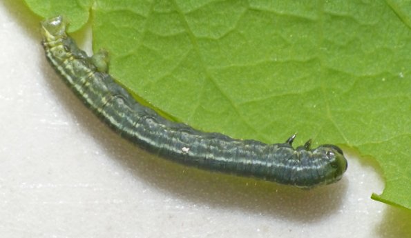 bruce-spanworm-larva-eating-early-blueberry-leaf