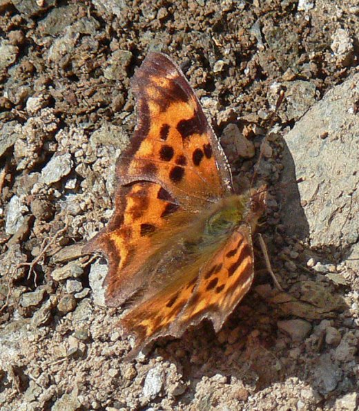 butterfly-in-juneau-on-may-13
