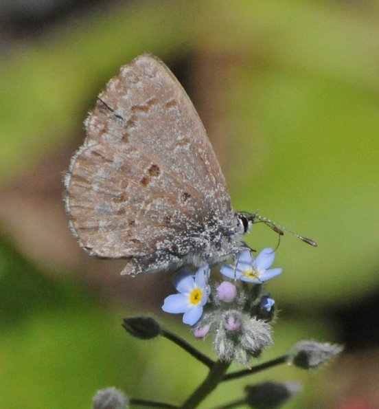 butterfly-on-forget-me-not-in-juneau