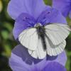butterfly-on-purple-violet