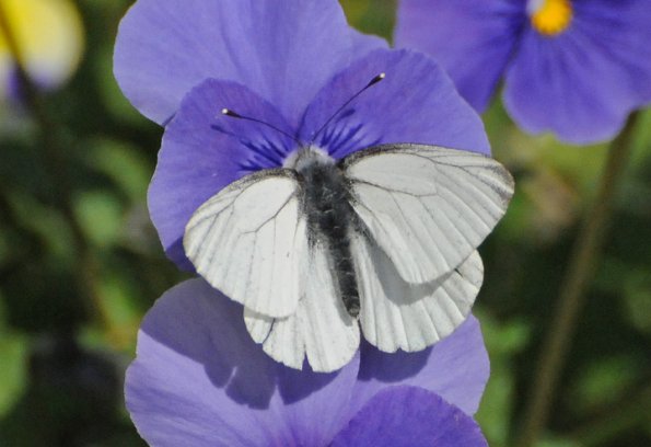 butterfly-on-purple-violet