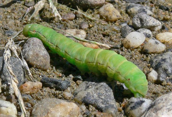 caterpillar-2-on-the-mendenhall-wetlands-july
