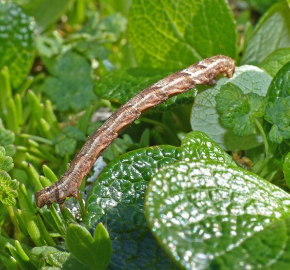 caterpillar-moth-in-the-alpine