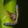 caterpillar-skagway-july-25